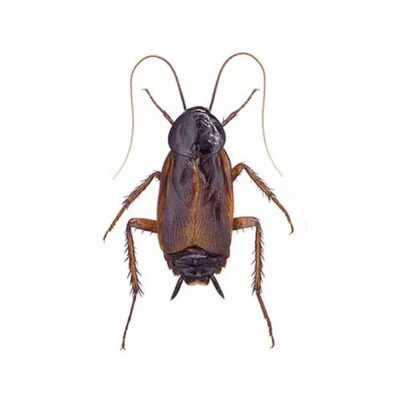 Oriental Cockroach up close white background - Keep cockroaches away with Bug Out in NC