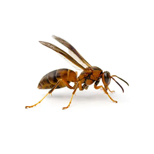 Isolated paper wasp on white background