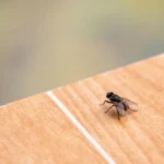 Pest fly on wood surface. Find out how to keep unwanted flies away from your North Carolina business with these tips from Bug Out.