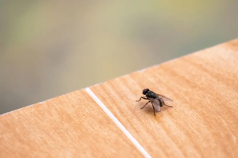 Pest fly on wood surface. Find out how to keep unwanted flies away from your North Carolina business with these tips from Bug Out.