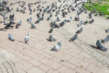 A flock of pigeons walking on a paver walkway