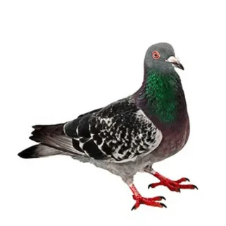 Pigeon identification up close white background - Keep birds away with Bug Out in NC