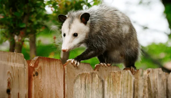 Opossum crawling a fence line - Keep wildlife away from your home with Bug Out in NC