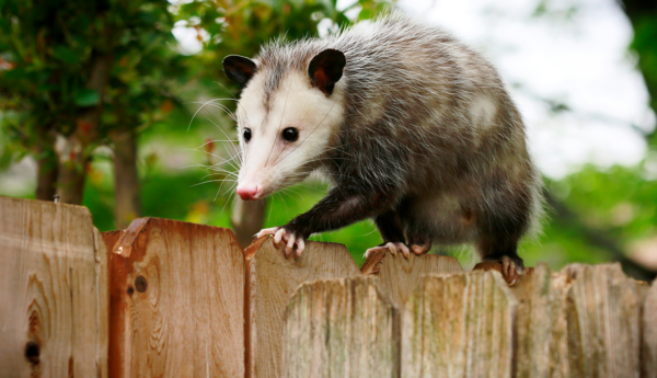 Possum waking on fence
