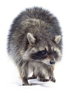 Racoon on white