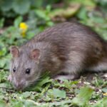 Wild brown rat eating seeds in a clover field outside.