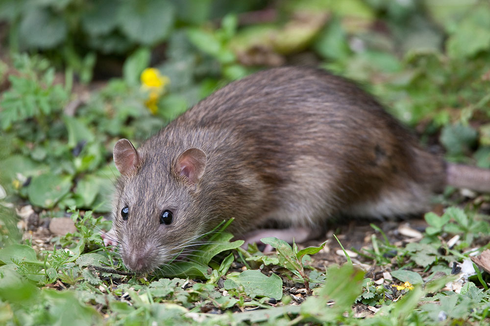 Wild brown rat eating seeds in a clover field outside.