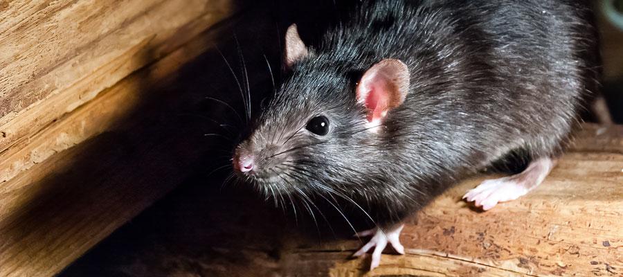 Get Rid of Rodents in North Carolina in your area