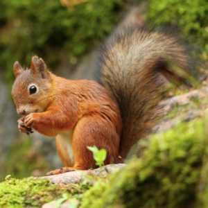 Red Squirrel in moss
