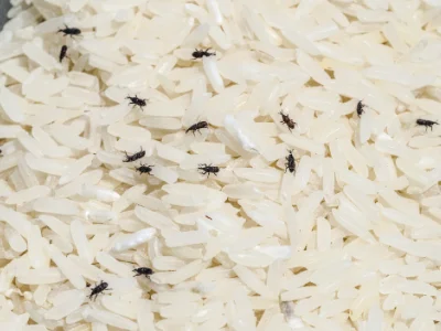 Top-down close-up view of multiple tiny rice weevils crawling through uncooked white rice grains.