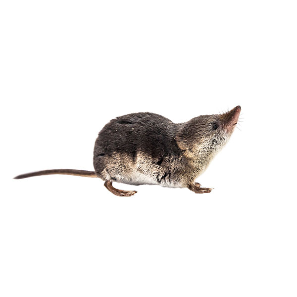 Shrew white background 