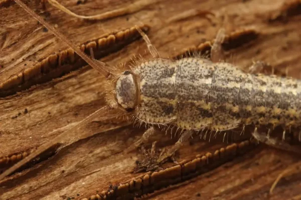 Closeup of a silverfish walking across wood.