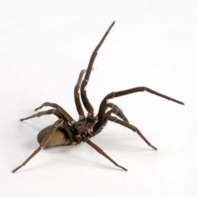 Southern House Spider close up white background