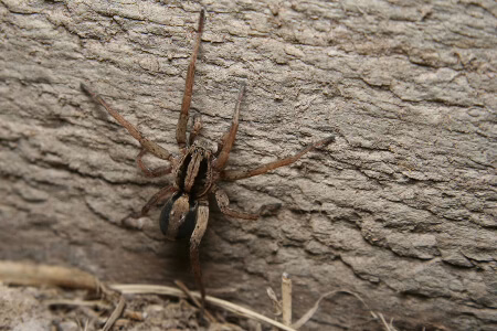 Wolf spider up close