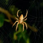 Spider at the center of a spider web - Keep spiders away from your home with Bug Out in NC