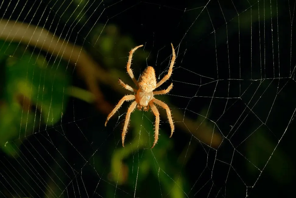 Spider at the center of a spider web - Keep spiders away from your home with Bug Out in NC