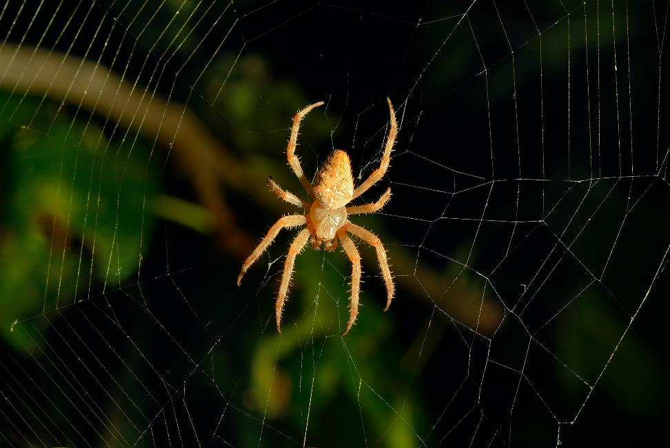 Spider