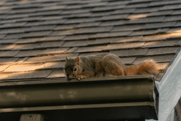 Squirrel crawling in the gutter of a home - Keep wildlife away from your home with Bug Out in NC
