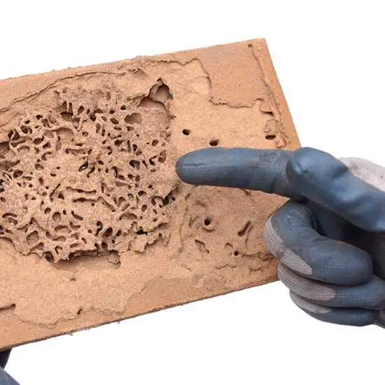 Examining termite damage. Contact Bug Out today if you suspect you have termite damage in your North Carolina home or business.