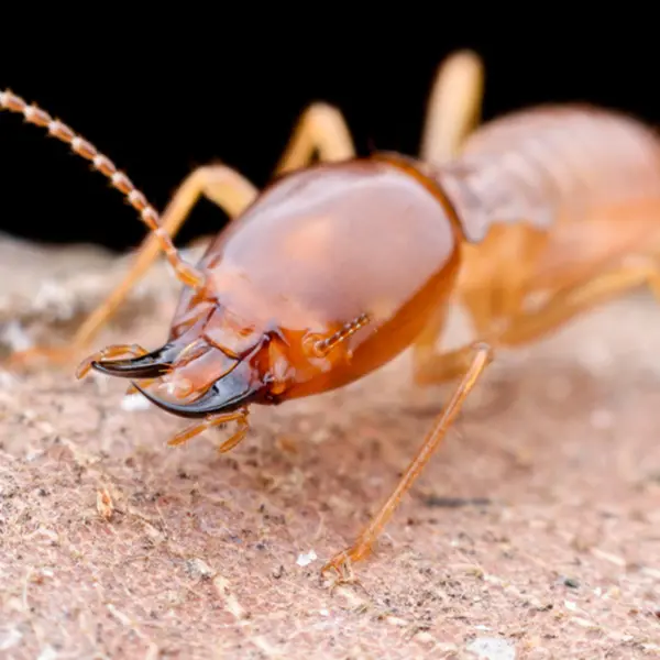 A closeup of a termite. Learn how to identify the appearance and characteristics of termites with this guide from the termite control experts at Bug Out.