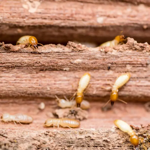 A termite colony in the wood of a North Carolina home. Contact Bug Out to treat termites before it's too late.