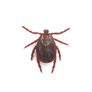 Fleas, Ticks & Mites