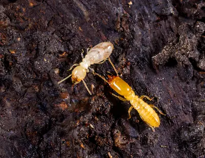 Two termites walking on dark wood