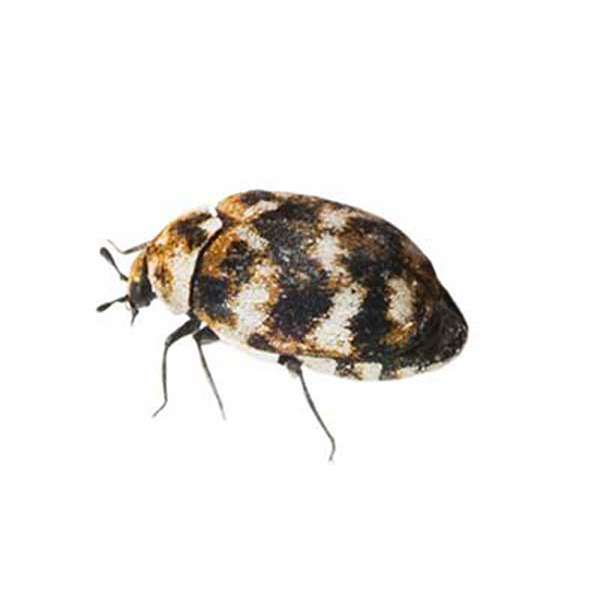 https://www.bugoutservice.com/wp-content/uploads/varied-carpet-beetle-on-white.png