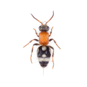 Velvet Ant Wasp up close white background