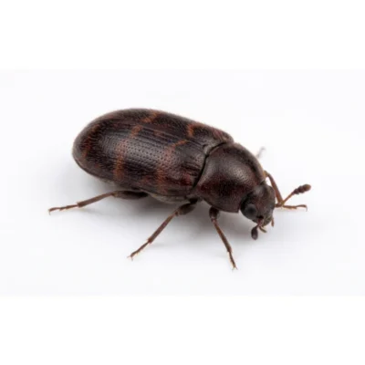 Dark brown Warehouse beetle crawling against a solid white background.