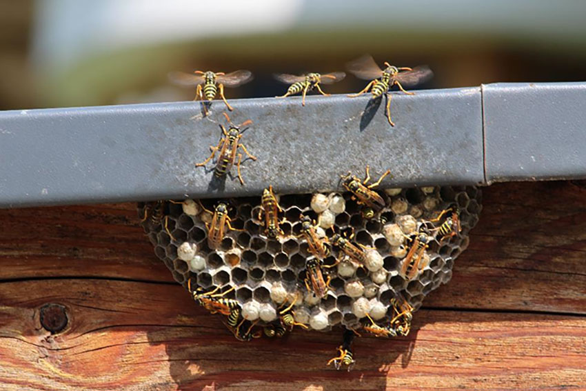 Wasp Nest