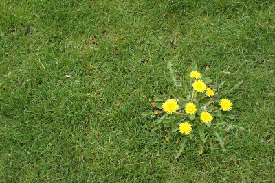 Weed Control in your area