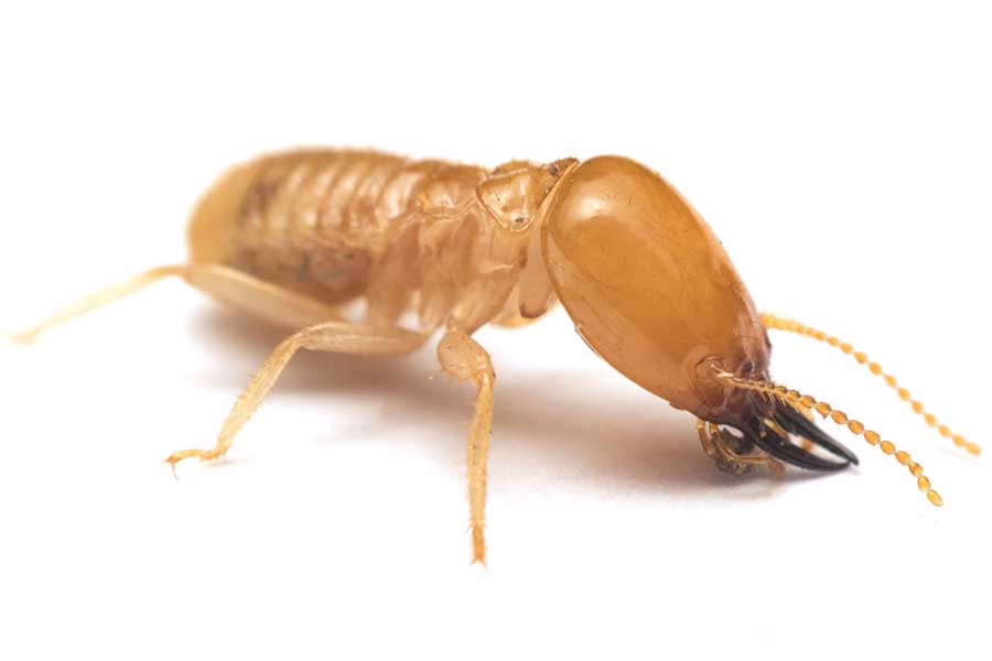 A termite on a white background. Learn how to identify what a termite looks like from the experts at Bug Out.