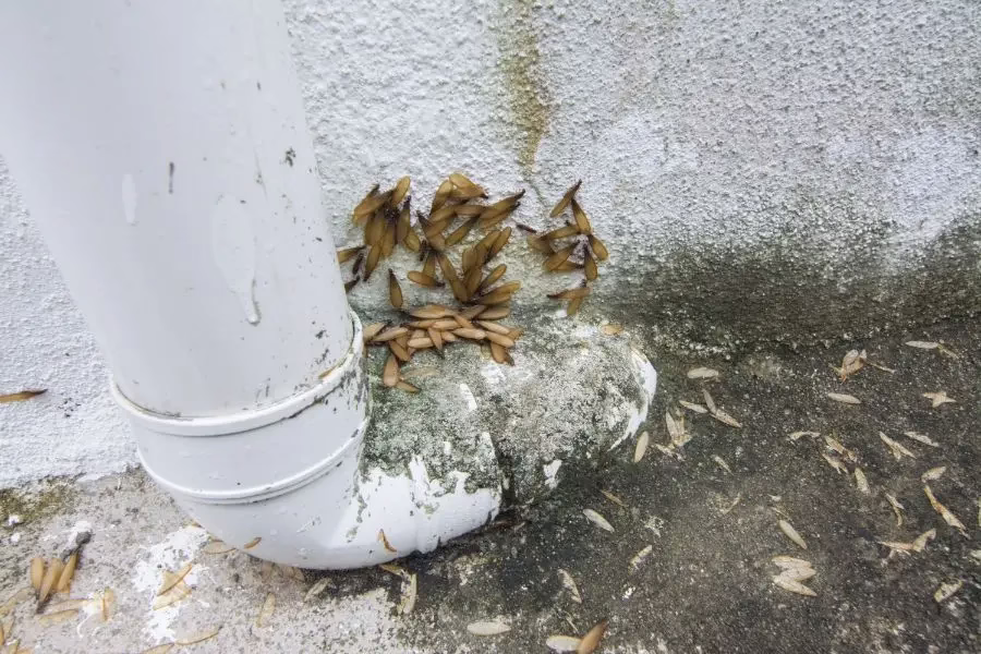 Fall leaves piled at the base of an exterior pipe. Termites are most active in the spring, but they can be active year-round.