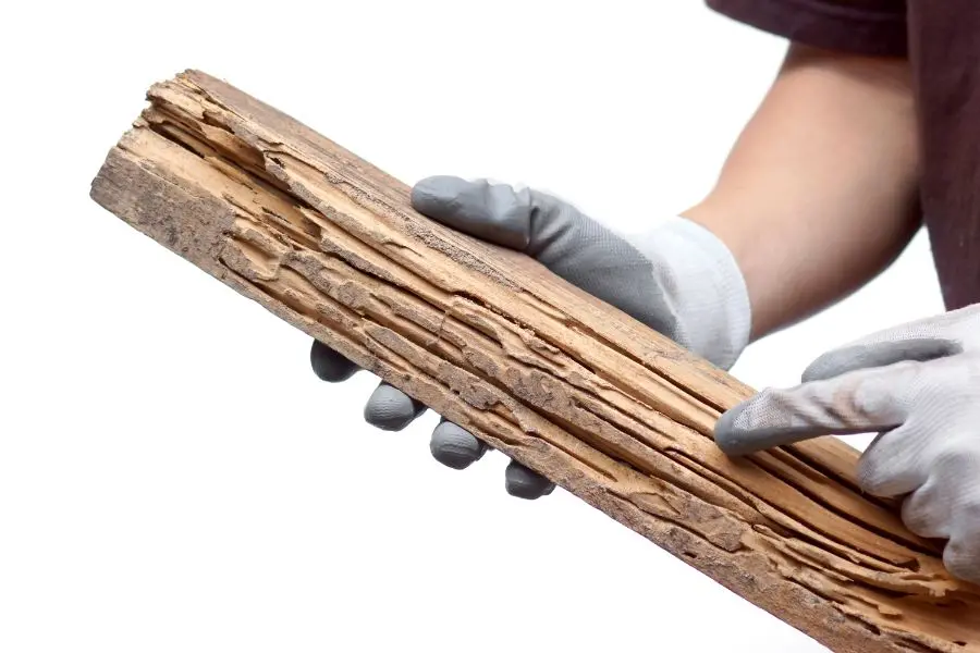 A Bug Out Pest Control Technician holds a termite-damaged piece of wood. Find out when termite treatment is necessary with this guide from Bug Out.