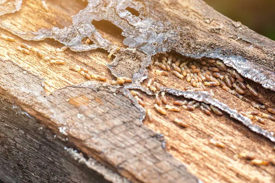 A termite colony in a wooden beam of a North Carolina home. Termites live in humid and moist climates across the U.S.