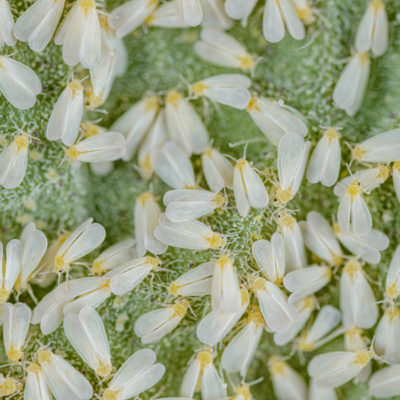Swarm of white flies on leaf