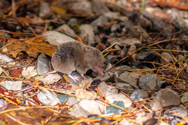 A shrew in the brush. Contact Bug Out if you need help identifying shrews and other nuisance wildlife in North Carolina.
