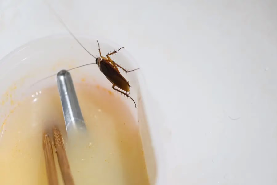 A cockroach in a termite bait station solution. Termite treatments are some of the most powerful in pest control, and often kill other unwanted pests.