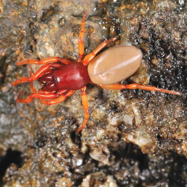 Sac Spider Identification, Habits & Behavior