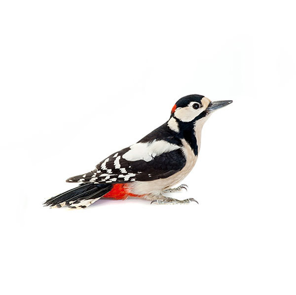 Woodpecker up close white background