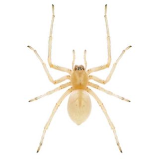 Sac Spider close up white background