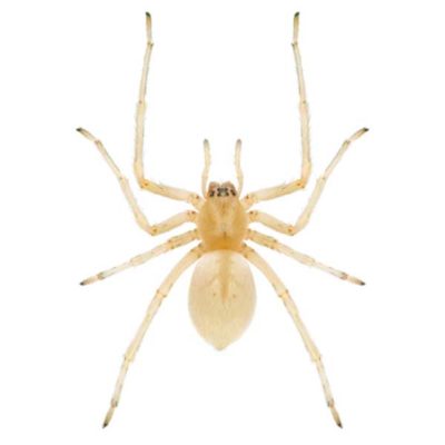 Sac Spider close up white background