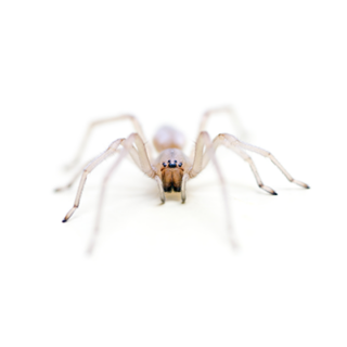 Yellow sac spider on white